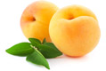 Apricot